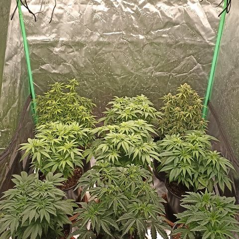 Blueberry Zkittlez Automatic growlog timeline photo