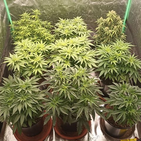 Blueberry Zkittlez Automatic growlog timeline photo