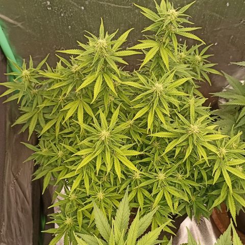 Blueberry Zkittlez Automatic growlog timeline photo