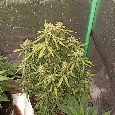 Blueberry Zkittlez Automatic growlog timeline photo