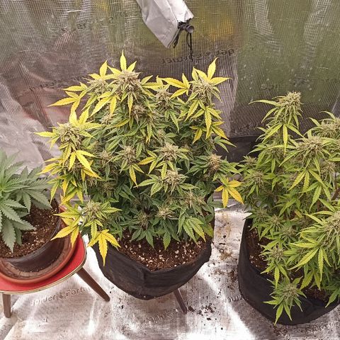 Blueberry Zkittlez Automatic growlog timeline photo