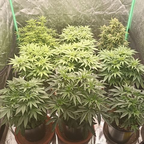 Blueberry Zkittlez Automatic growlog timeline photo