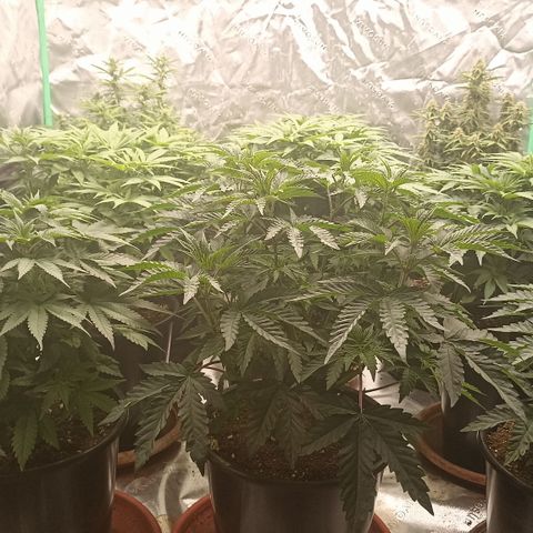 Blueberry Zkittlez Automatic growlog timeline photo
