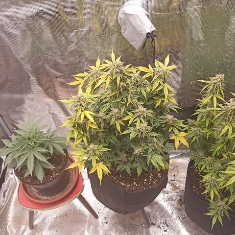 Blueberry Zkittlez Automatic growlog timeline photo