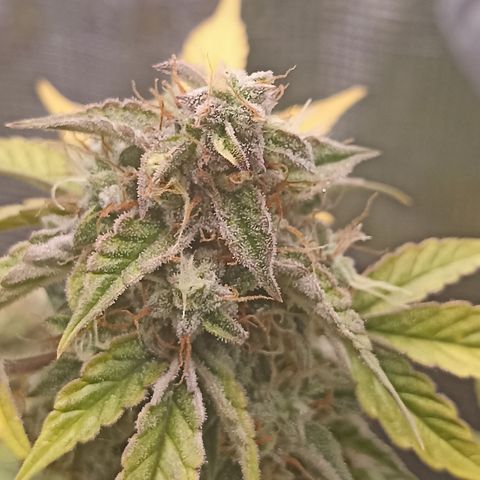 Blueberry Zkittlez Automatic growlog timeline photo