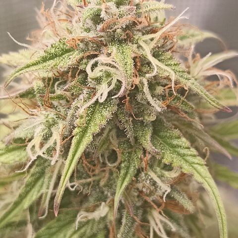 Blueberry Zkittlez Automatic growlog timeline photo