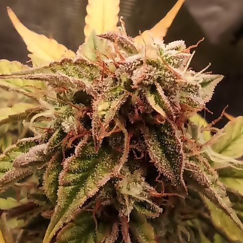Blueberry Zkittlez Automatic growlog timeline photo