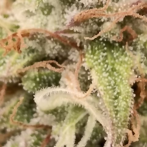 Blueberry Zkittlez Automatic growlog timeline photo