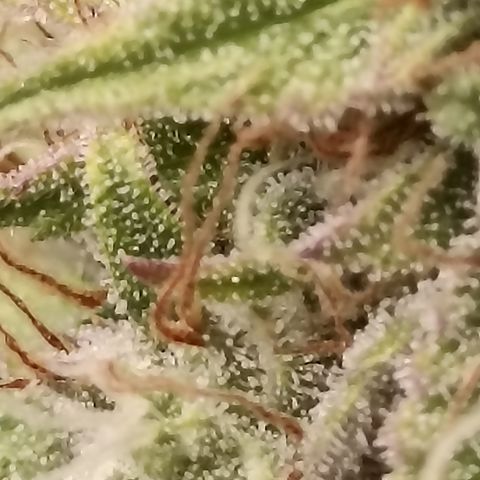 Blueberry Zkittlez Automatic growlog timeline photo