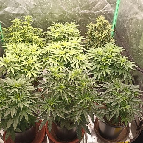 Blueberry Zkittlez Automatic growlog timeline photo