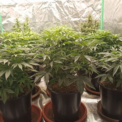 Blueberry Zkittlez Automatic growlog timeline photo