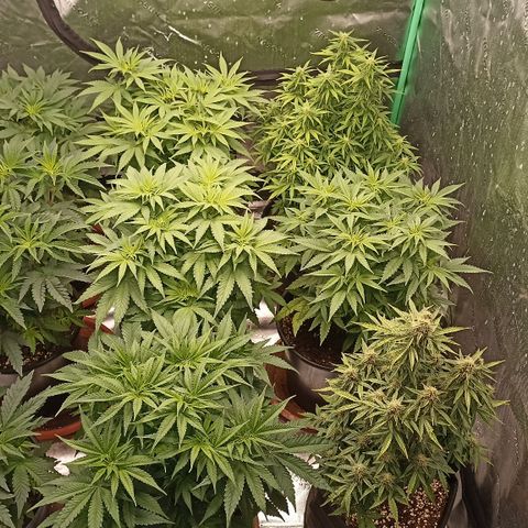 Blueberry Zkittlez Automatic growlog timeline photo