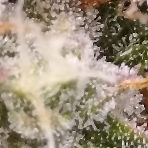 Blueberry Zkittlez Automatic growlog timeline photo