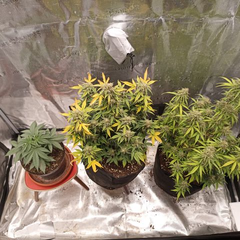 Blueberry Zkittlez Automatic growlog timeline photo