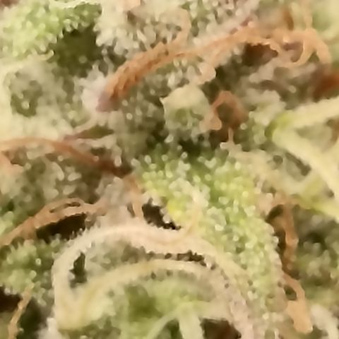 Blueberry Zkittlez Automatic growlog timeline photo