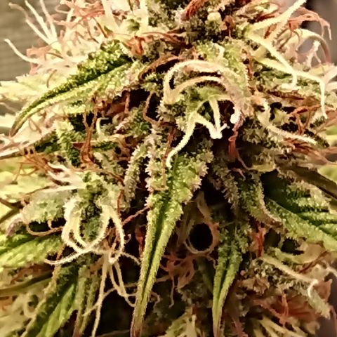 Blueberry Zkittlez Automatic growlog timeline photo