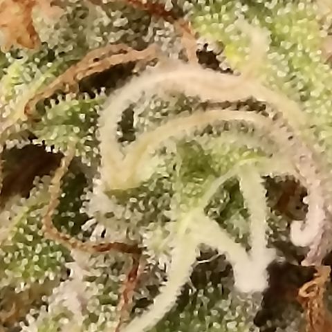 Blueberry Zkittlez Automatic growlog timeline photo