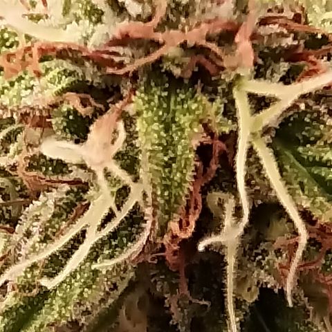 Blueberry Zkittlez Automatic growlog timeline photo