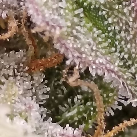 Blueberry Zkittlez Automatic growlog timeline photo