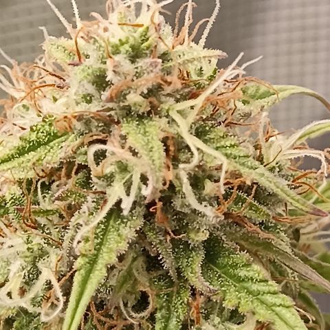 Blueberry Zkittlez Automatic growlog timeline photo