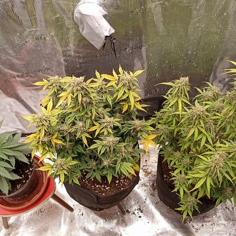 Blueberry Zkittlez Automatic growlog timeline photo