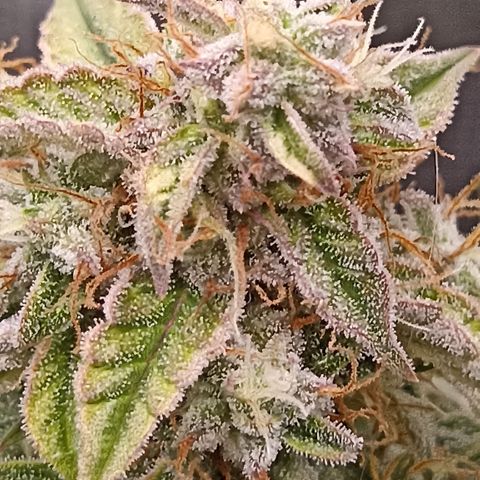 Blueberry Zkittlez Automatic growlog timeline photo