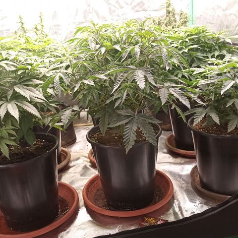 Blueberry Zkittlez Automatic growlog timeline photo