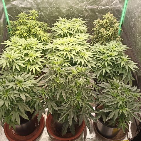 Blueberry Zkittlez Automatic growlog timeline photo