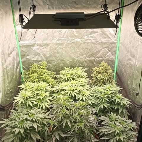 Blueberry Zkittlez Automatic growlog timeline photo