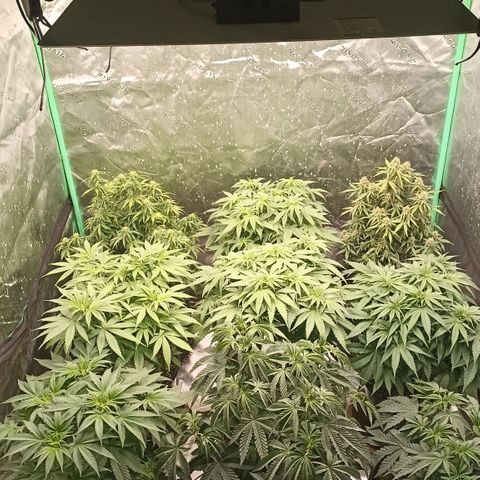 Blueberry Zkittlez Automatic growlog timeline photo