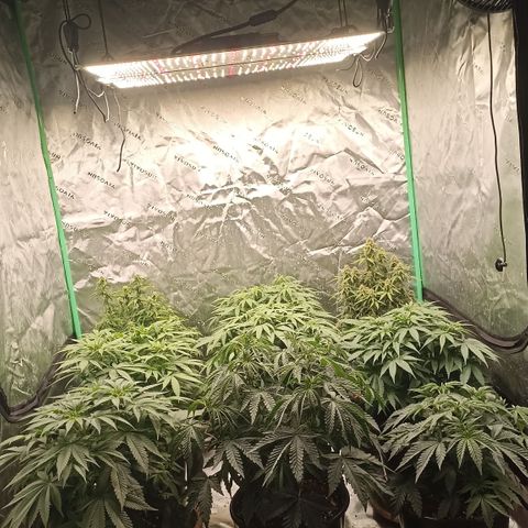 Blueberry Zkittlez Automatic growlog timeline photo