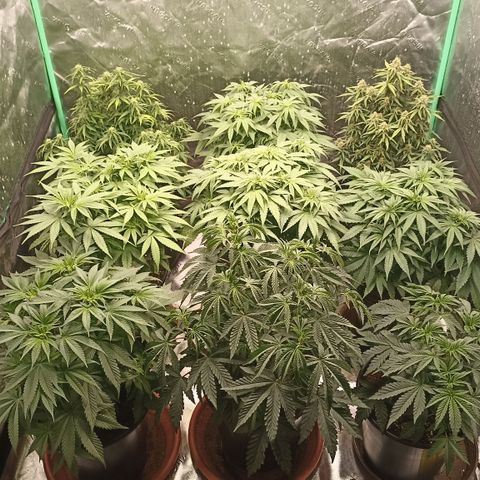 Blueberry Zkittlez Automatic growlog timeline photo
