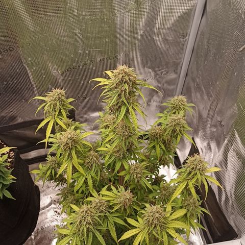 Blueberry Zkittlez Automatic growlog timeline photo
