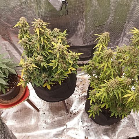 Blueberry Zkittlez Automatic growlog timeline photo