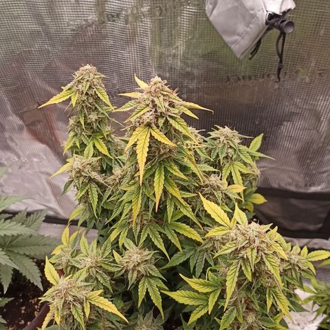 Blueberry Zkittlez Automatic growlog timeline photo