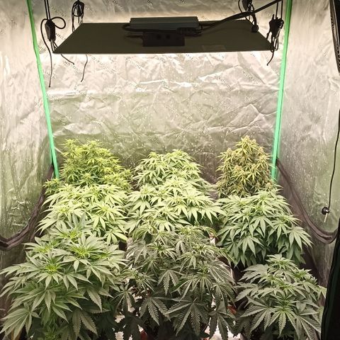 Blueberry Zkittlez Automatic growlog timeline photo