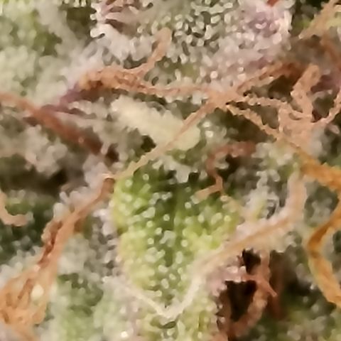 Blueberry Zkittlez Automatic growlog timeline photo
