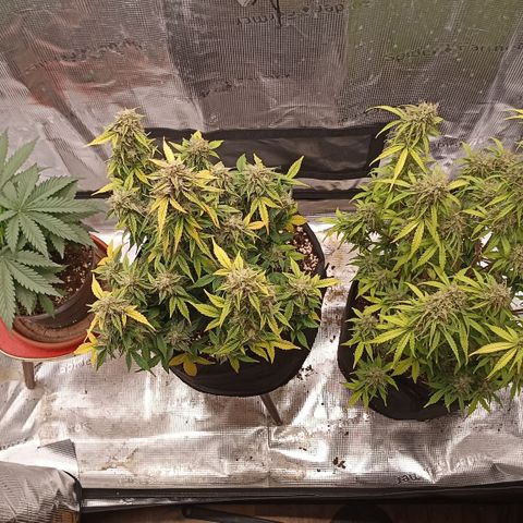 Blueberry Zkittlez Automatic growlog timeline photo