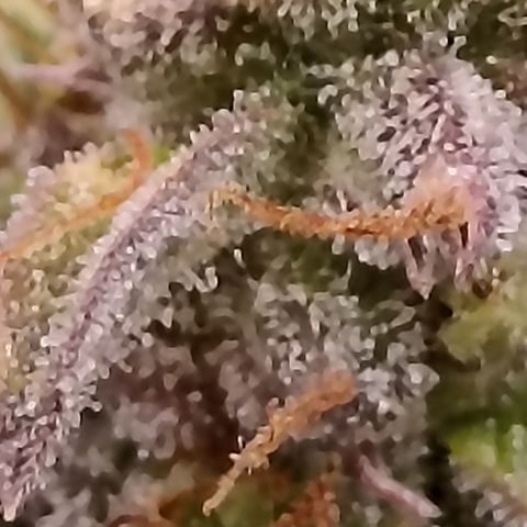 Blueberry Zkittlez Automatic growlog timeline photo