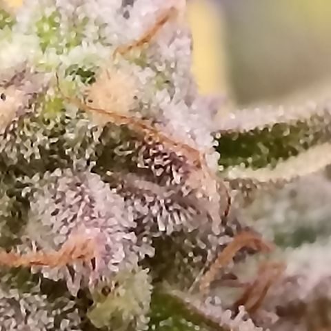 Blueberry Zkittlez Automatic growlog timeline photo