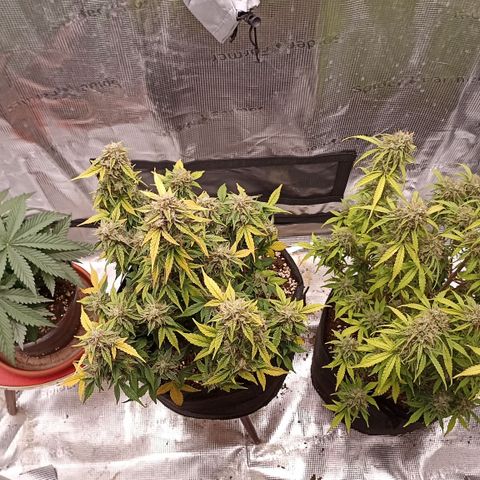 Blueberry Zkittlez Automatic growlog timeline photo