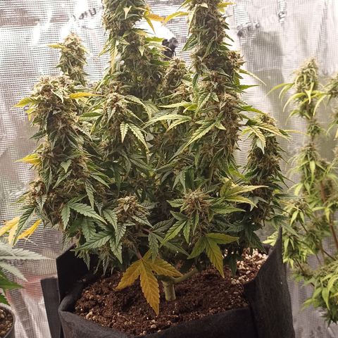 Blueberry Zkittlez Automatic growlog timeline photo