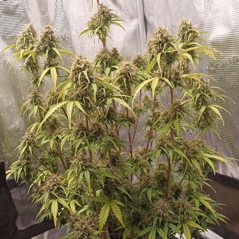 Blueberry Zkittlez Automatic growlog timeline photo