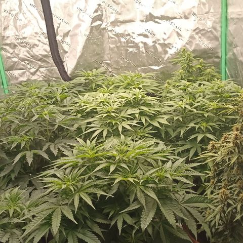 Blueberry Zkittlez Automatic growlog timeline photo