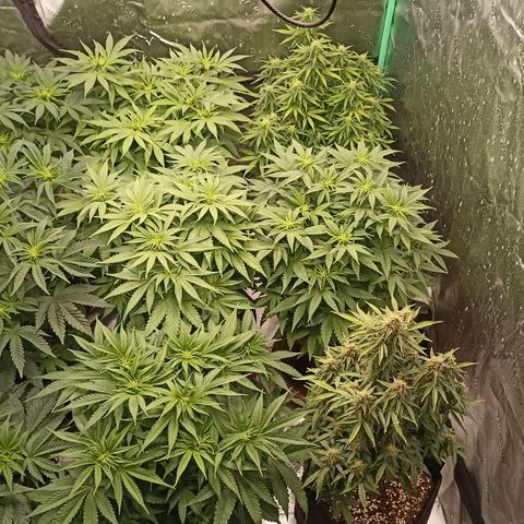 Blueberry Zkittlez Automatic growlog timeline photo