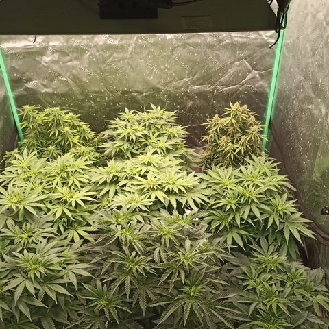 Blueberry Zkittlez Automatic growlog timeline photo