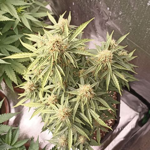 Blueberry Zkittlez Automatic growlog timeline photo