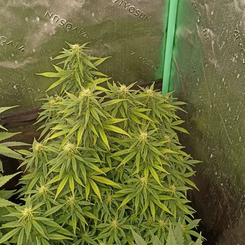 Blueberry Zkittlez Automatic growlog timeline photo