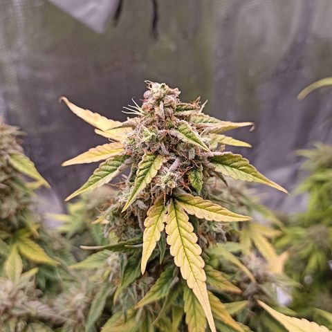 Blueberry Zkittlez Automatic growlog timeline photo