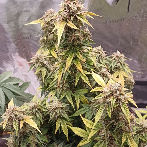 Blueberry Zkittlez Automatic growlog timeline photo